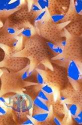 Click here to see further plankton photos and pictures
