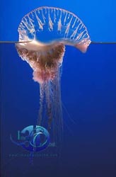 Click here to see further plankton photos and pictures