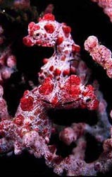 Click here to see further seahorse photos and pictures