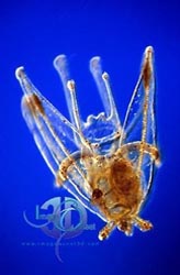 Click here for more zooplankton photos and pictures