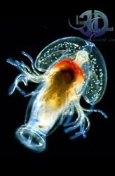 Click here for more zooplankton photos and pictures