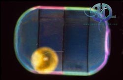 Click here to see further phytoplankton photos and pictures