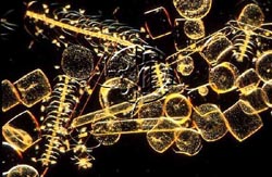 Click here to see further phytoplankton photos and pictures