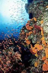 Click here to see further reef photos and pictures