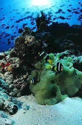 Click here to see further reef photos and pictures