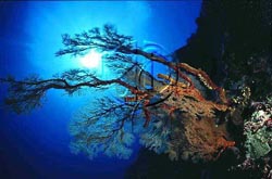 Click here to see further reef pictures