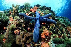 Click here to see further reef pictures