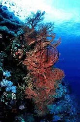 Click here to see further reef photos and pictures
