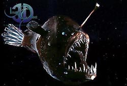Click here to see further deep sea fish photos and pictures