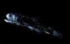 Click here to see further Lanternfish photos and pictures