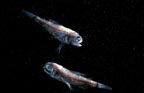 Click here to see further Lanternfish photos and pictures