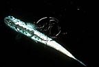 Click here to see further Lanternfish photos and pictures